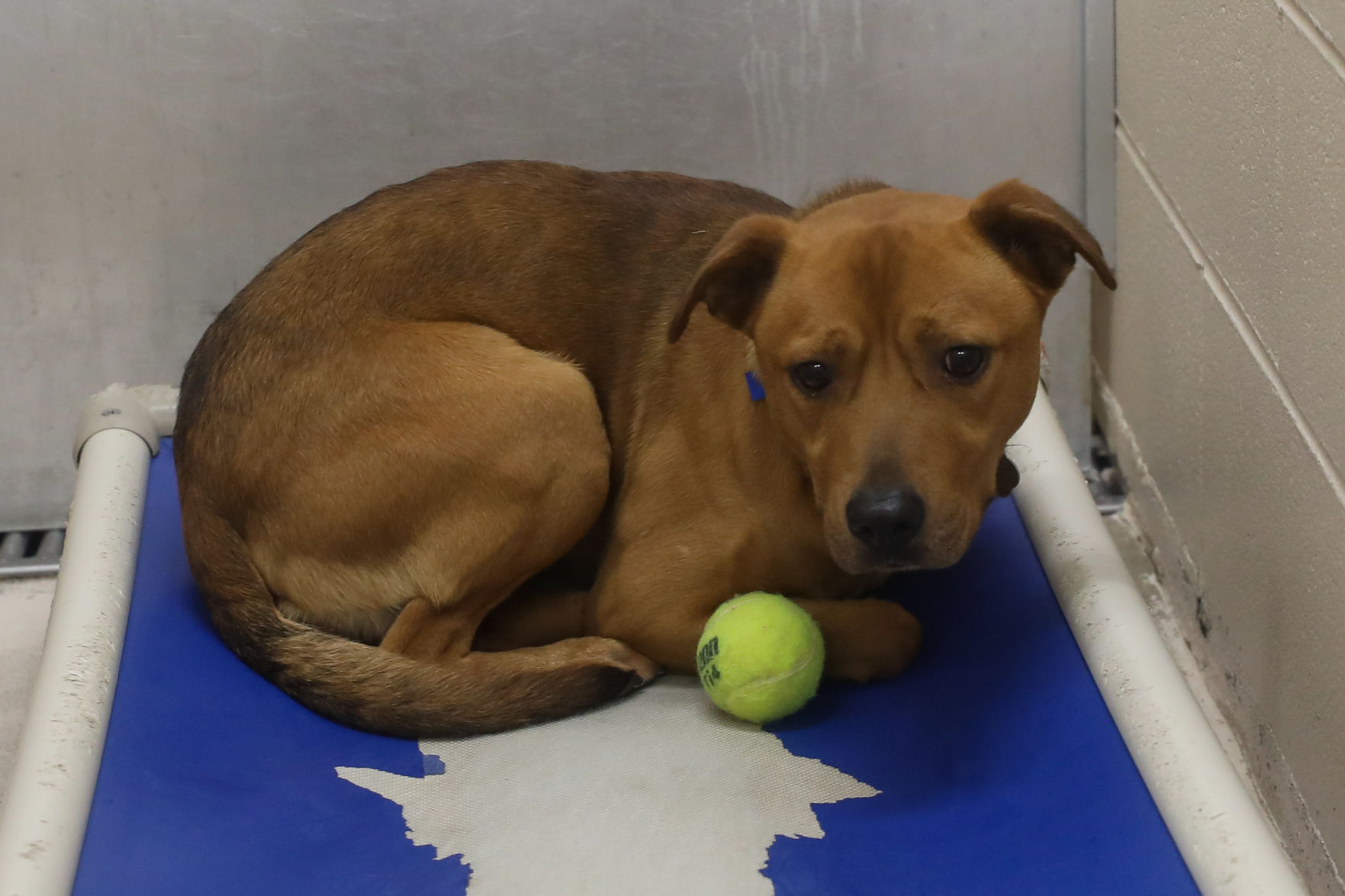 Lee County Humane Society pets for adoption